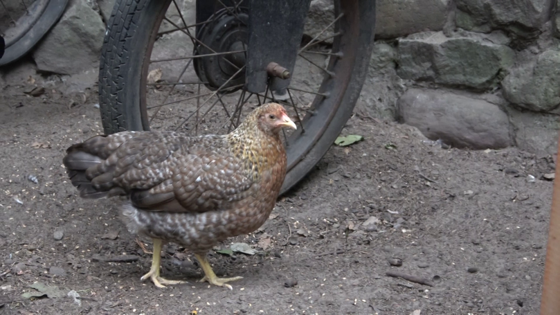 Huhn im Hühnergehege