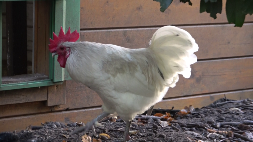 Weißer Hahn