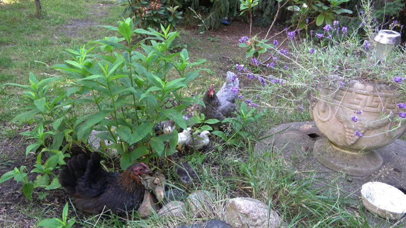 Zwerghuhn-Küken im Garten
